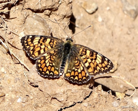 knapweed fritillary